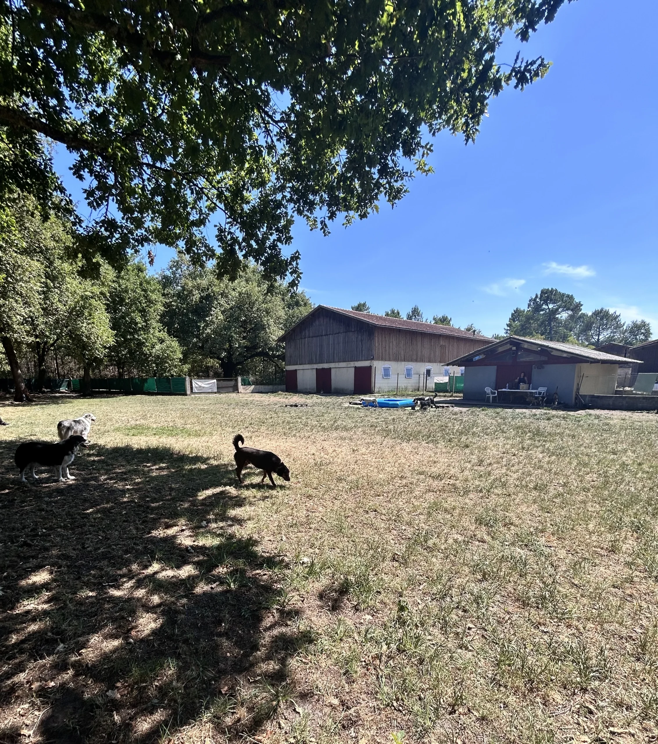 pension canine sur Salles proche de Bordeaux